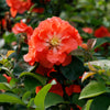 Proven Winners® Double Take® Peach Quince Shrub