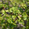 Dwarf Jade Plant
