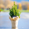 Tabletop Dwarf Alberta Spruce Tree