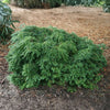 Jeddeloh Canadian Hemlock Shrub