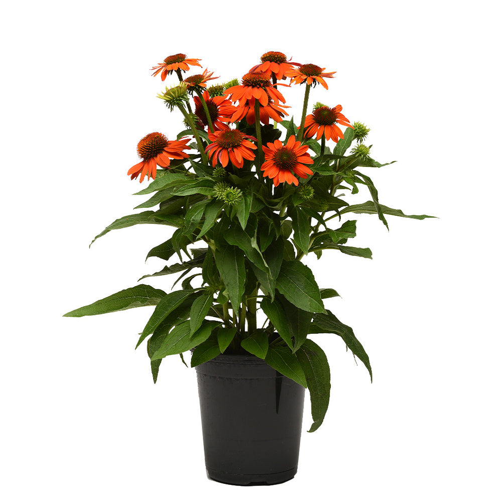 Better Versions® Sombrero® Adobe Orange Echinacea Plant