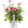 Double Scoop™ Watermelon Deluxe Coneflower Plant