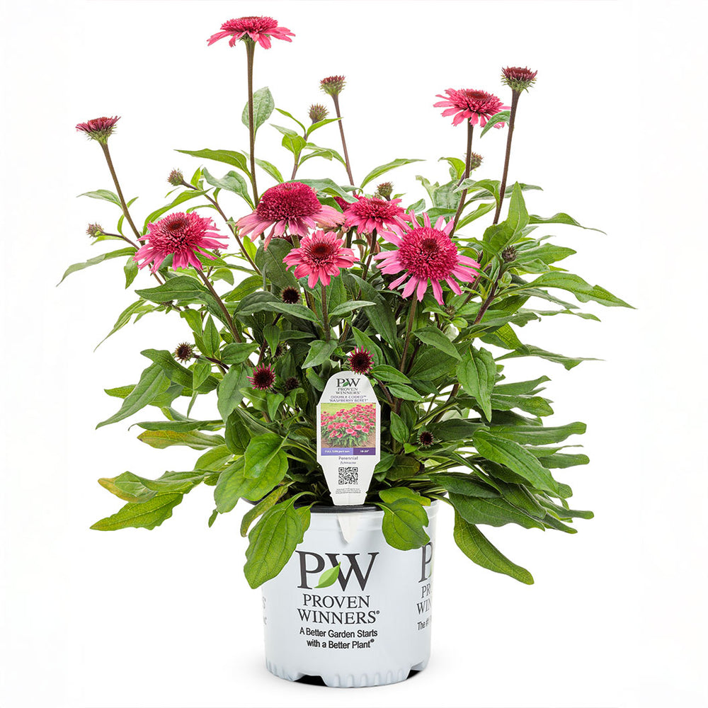 Double Scoop™ Watermelon Deluxe Coneflower Plant