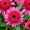 Double Scoop™ Watermelon Deluxe Coneflower Plant