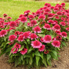 Double Scoop™ Watermelon Deluxe Coneflower Plant