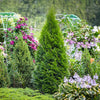 Emerald Petite™ Arborvitae Tree