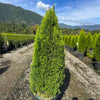 Emerald Petite™ Arborvitae Tree