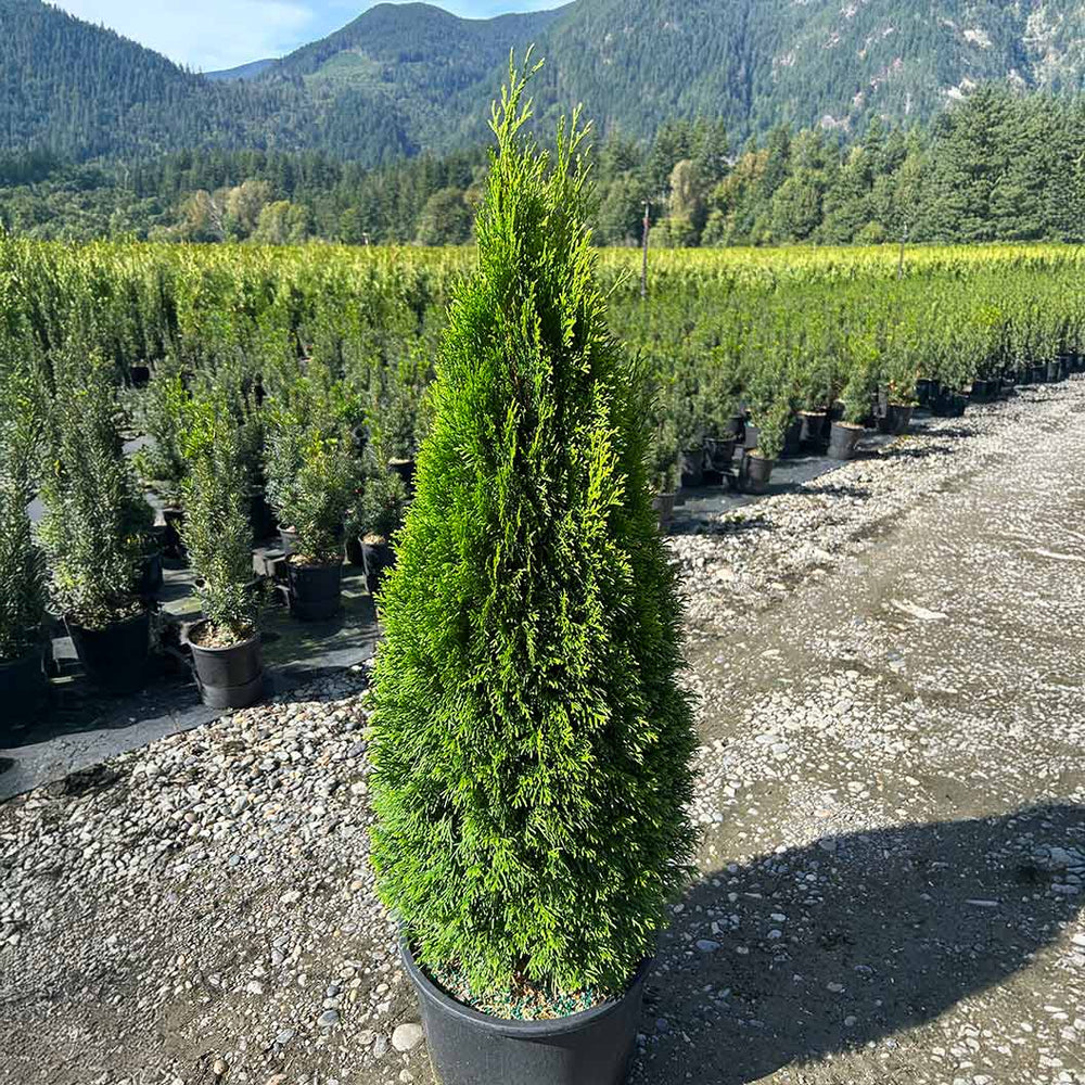 Emerald Petite™ Arborvitae Tree