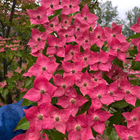 Eternal Scarlet™ Dogwood Tree