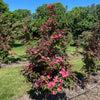 Eternal Scarlet™ Dogwood Tree