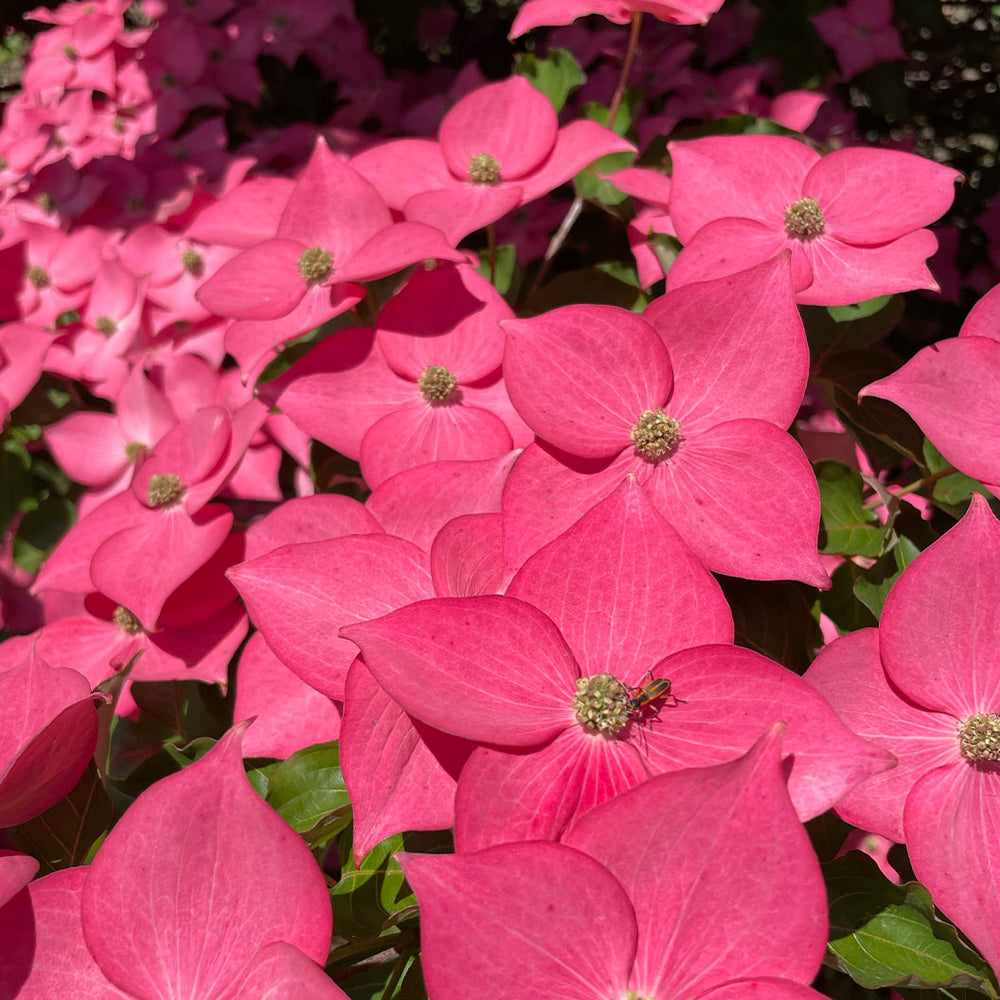 Eternal Scarlet™ Dogwood Tree