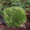 Angel Hair Cypress Tree