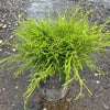 Angel Hair Cypress Tree
