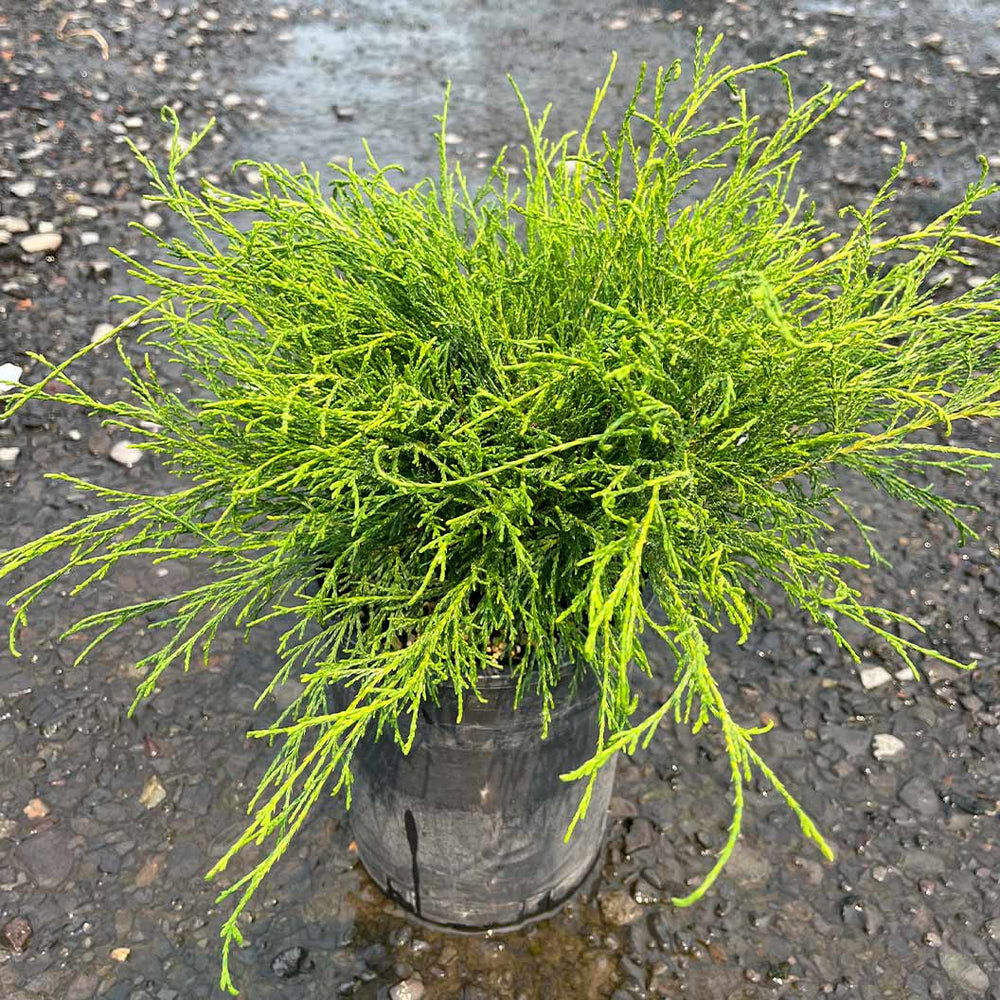 Angel Hair Cypress Tree