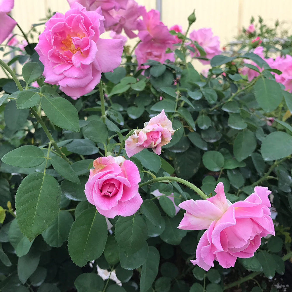 Brindabella Roses™ First Lady™ Rose Bush