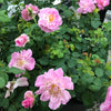 Brindabella Roses™ First Lady™ Rose Bush