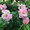 Brindabella Roses™ First Lady™ Rose Bush