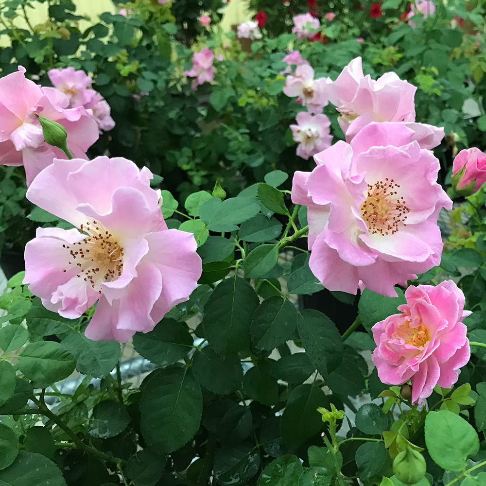 Brindabella Roses™ First Lady™ Rose Bush