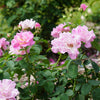 Brindabella Roses™ First Lady™ Rose Bush