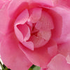 Brindabella Roses™ First Lady™ Rose Bush