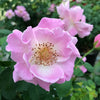Brindabella Roses™ First Lady™ Rose Bush
