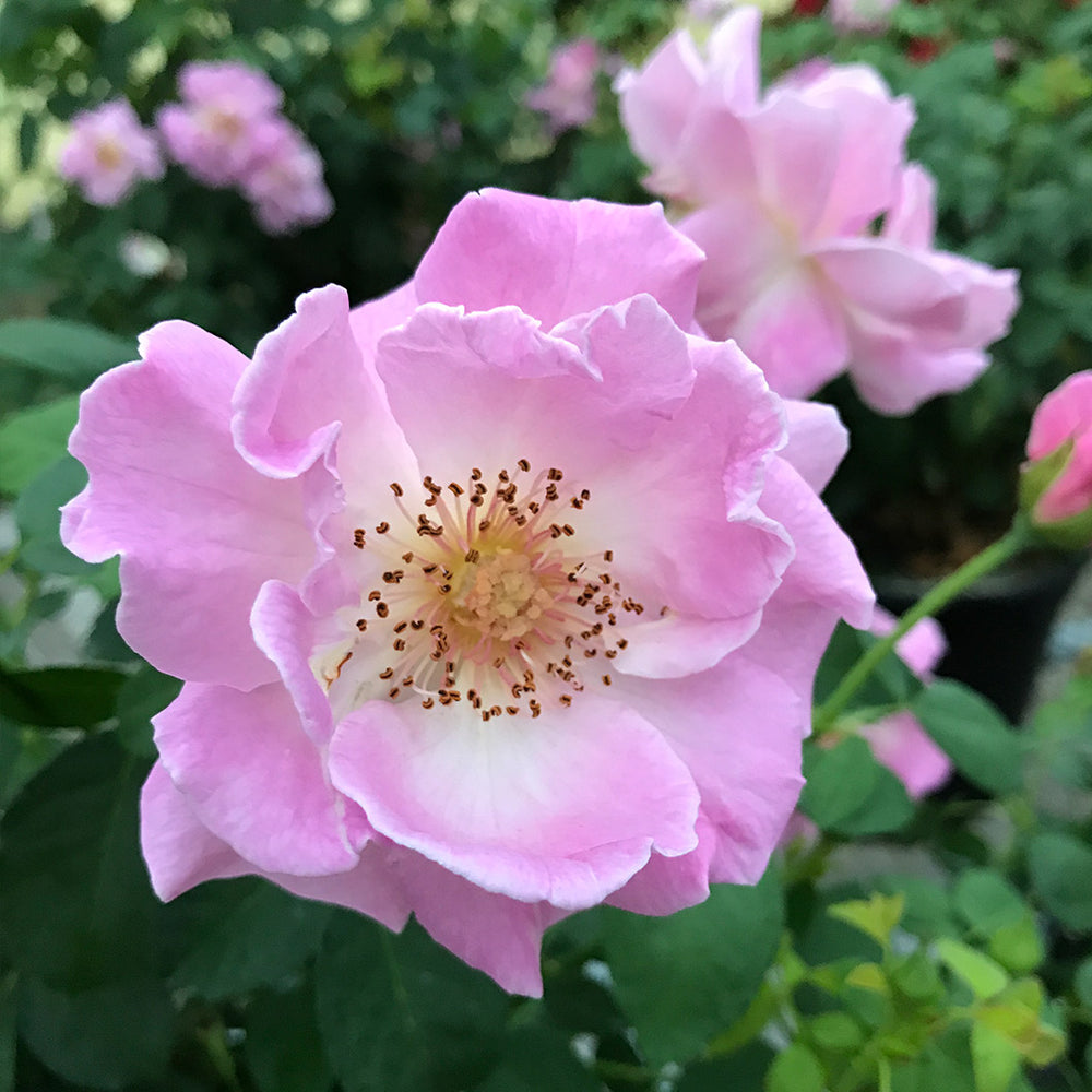 Brindabella Roses™ First Lady™ Rose Bush