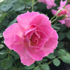Brindabella Roses™ First Lady™ Rose Bush