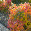Aromatic Sumac Shrub