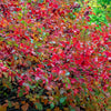 Aromatic Sumac Shrub
