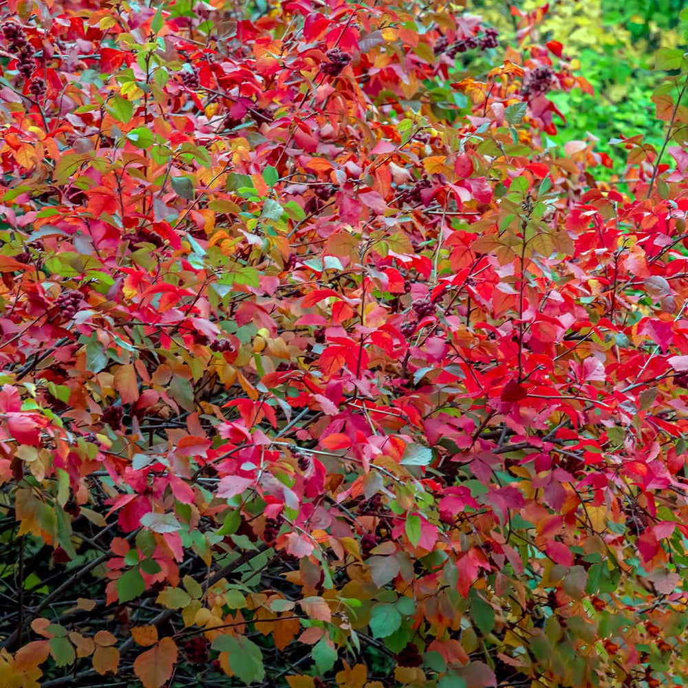 Aromatic Sumac Shrub