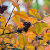 Aromatic Sumac Shrub
