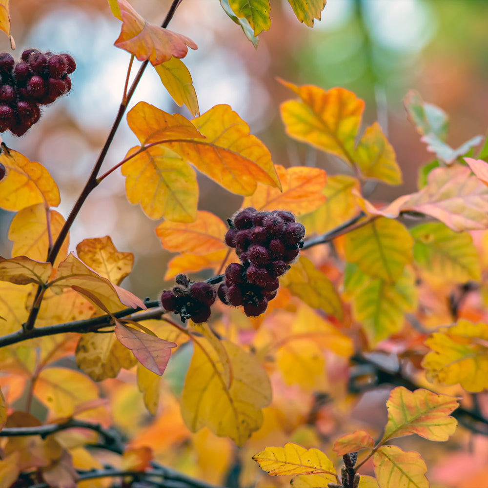 Aromatic Sumac Shrub