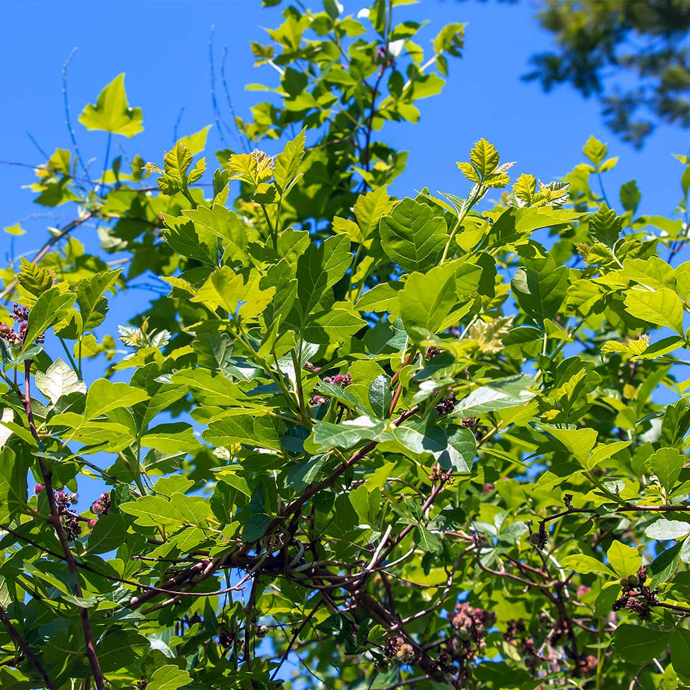 Aromatic Sumac Shrub