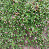 Frog Fruit Plant