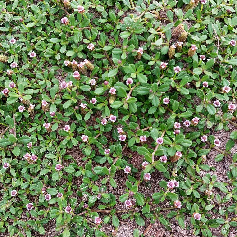 Frog Fruit Plant