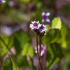 Frog Fruit Plant