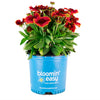 Low Rider™ Gaillardia Plant