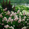 Proven Winners® Gatsby Pink® Oakleaf Hydrangea Shrub
