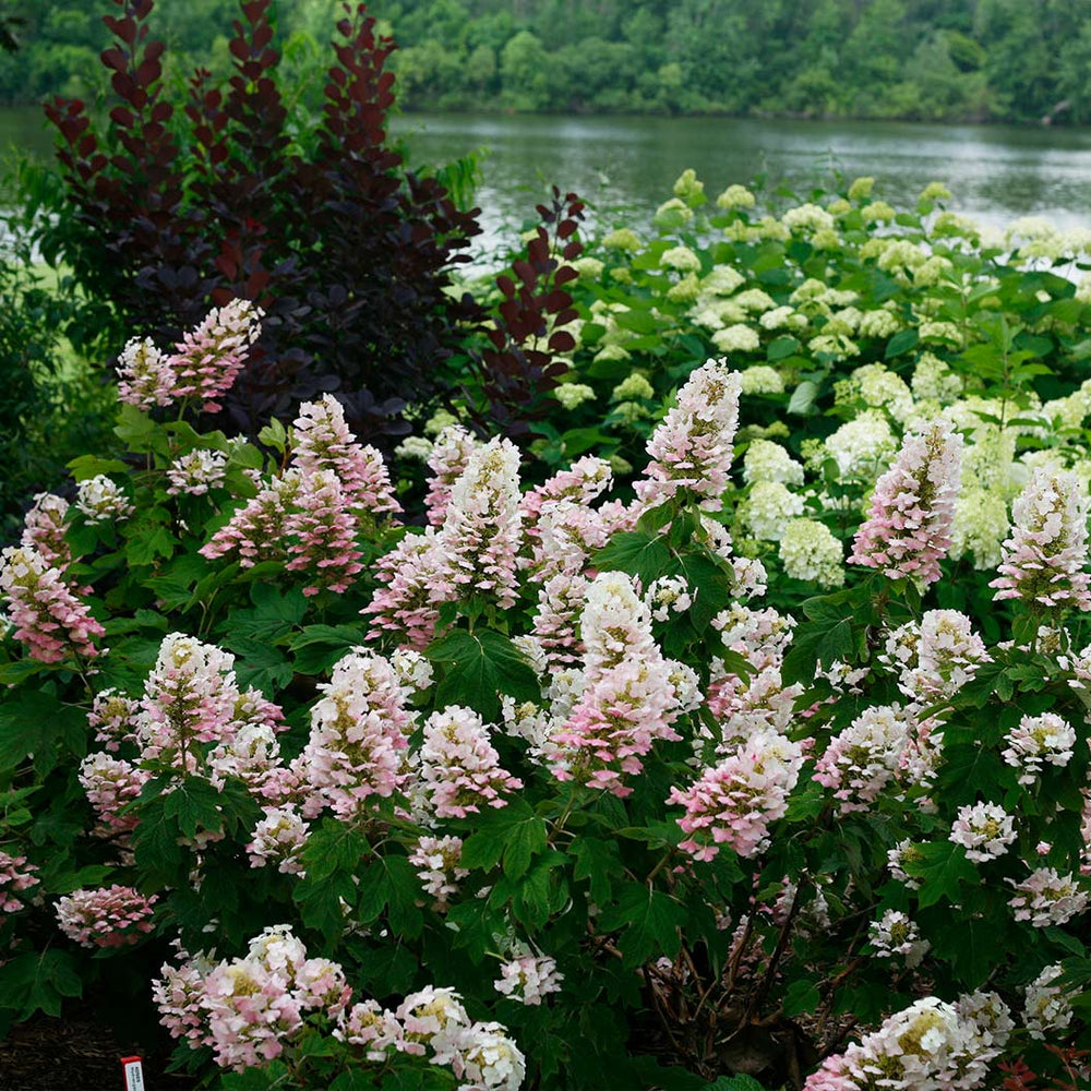 Proven Winners® Gatsby Pink® Oakleaf Hydrangea Shrub