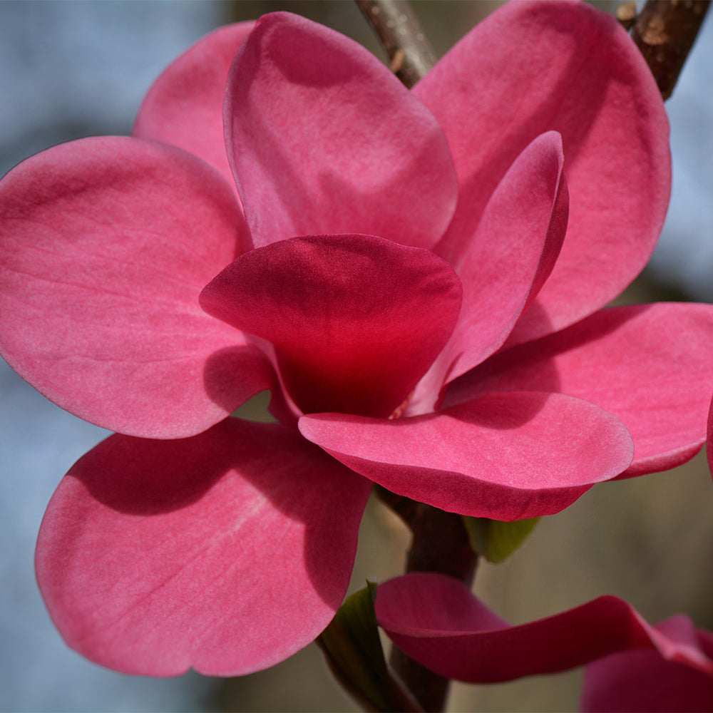 Genie Magnolia Tree
