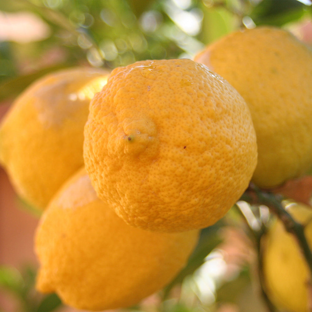 Genoa (Italian) Lemon Tree
