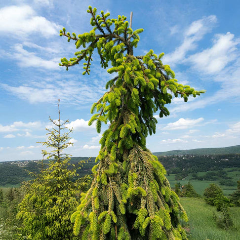 Gold Drift Norway Spruce Tree