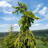 Gold Drift Norway Spruce Tree