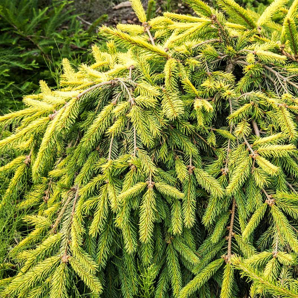 Gold Drift Norway Spruce Tree