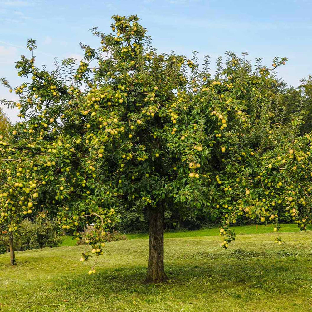 Golden Delicious Apple Tree