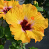 Proven Winners® Golden Globe™ Hollywood® Hibiscus