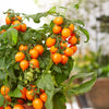 Proven Winners® Goodhearted® Orange Dwarf Cherry Tomato Bush