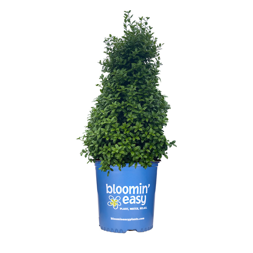 Great Neighbor™ Holly Shrub