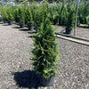 Green Screen® Arborvitae Tree