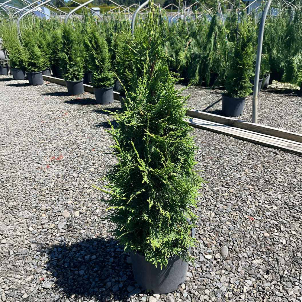 Green Screen® Arborvitae Tree